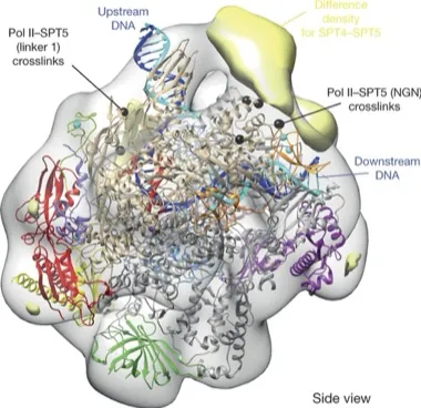 Structural biology of transcription · 2024